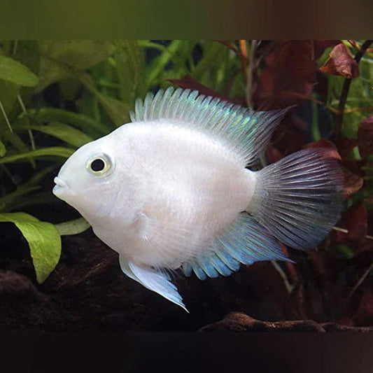 PLATINUM POLAR CICHLID
