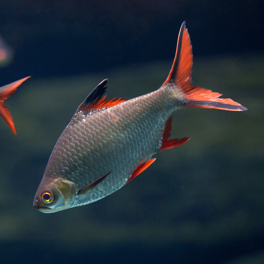 Wholesale Aquarium Fish | TINFOIL COLOR BARB – Luxury Piscis & Tropics
