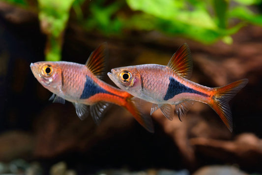 HARLEQUIN RASBORA