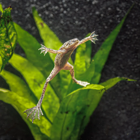MISC - FROG AFRICAN DWARF