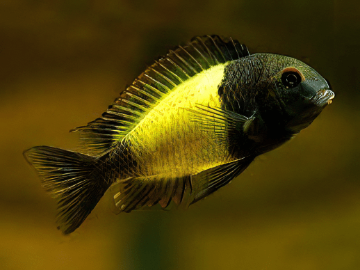 BIG YELLOW BAND TROPHEUS(KAISAR)