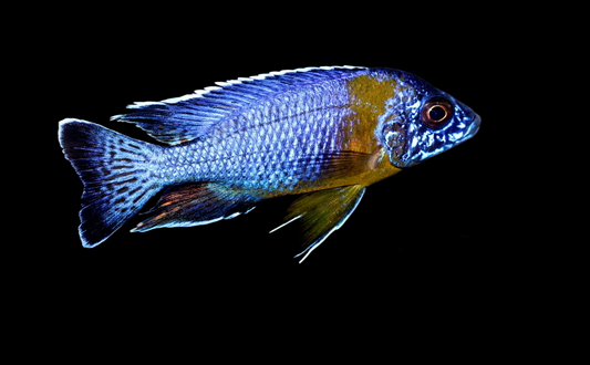 YELLOW SHOULDER PEACOCK AFRICAN CICHLID
