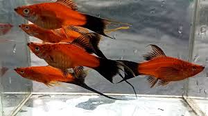 SWORDTAIL - RED WAGTAIL LYRETAIL