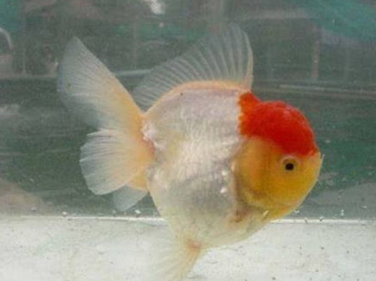 Red Cap White Oranda Lionface with Cap High Quality - Bags