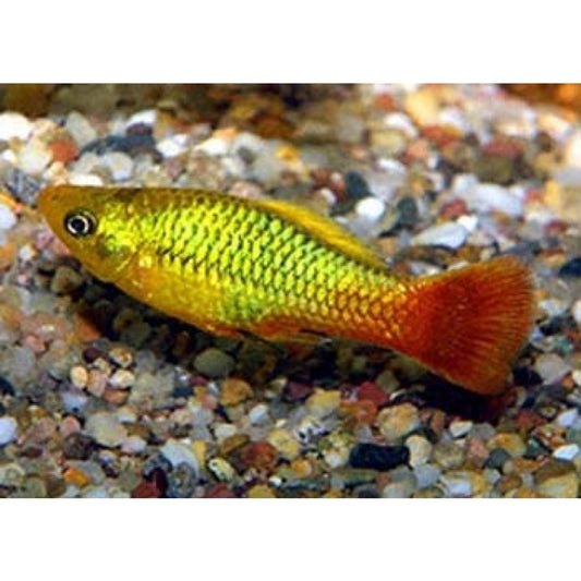 PLATIES - GREEN VARIATUS