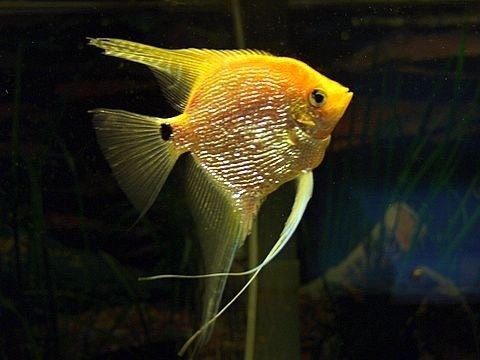 ANGELFISH-GOLDEN PEARL