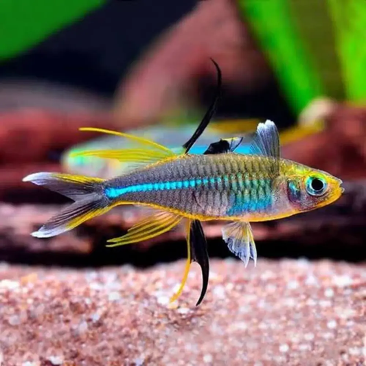 CELEBES RAINBOW