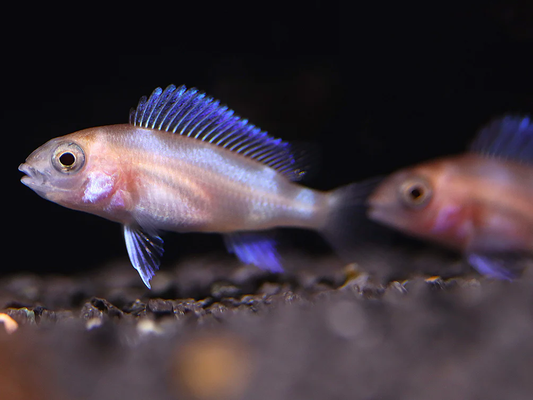 RED WIDOW FRONTOSA