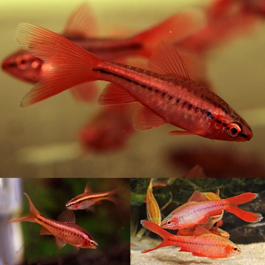 CHERRY BARB LONGFIN