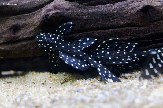 L-029 - Galaxy Pleco