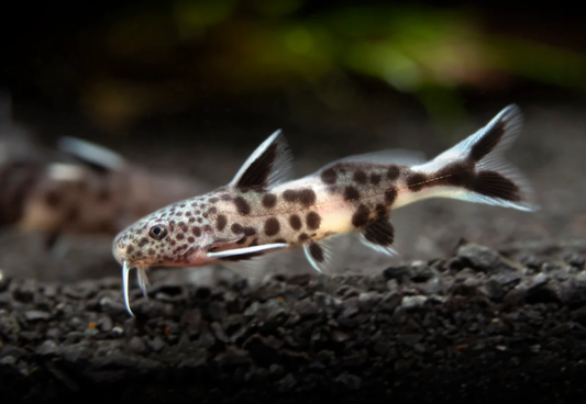 SYNODONTIS PINK PETRICOLA