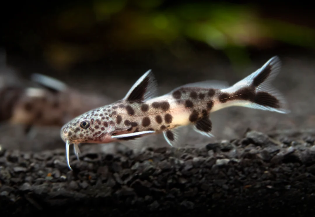SYNODONTIS PINK PETRICOLA