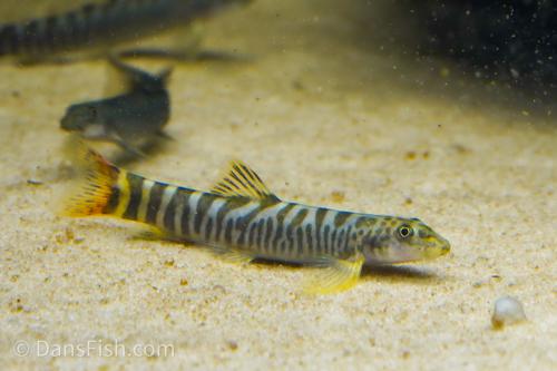 LOACH - SAND LOACH