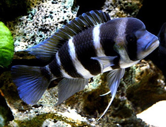 FRONTOSA CICHLID