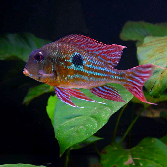 GEOPHAGUS PROXIMUS