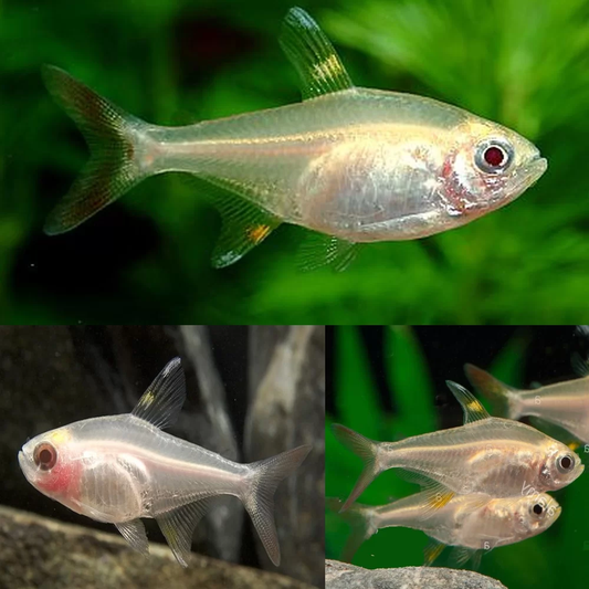 TETRA - ALBINO X-RAY PRISTELLA TETRA
