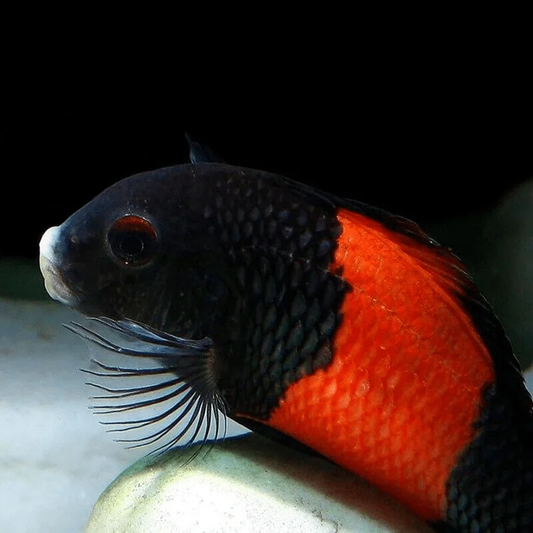 RED BAND DUBOISI (PEMBA)