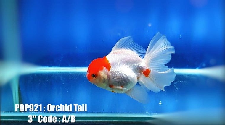 Red Cap White Oranda Lionface with Cap High Quality - Bags