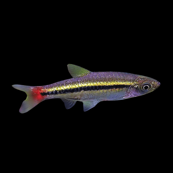 RASBORA - BLACK LINE