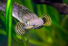 ORNATE BICHIR