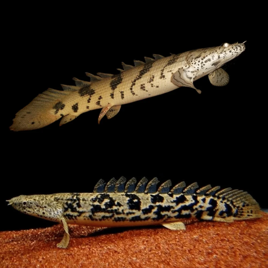 DELHEZI ROYAL BICHIR