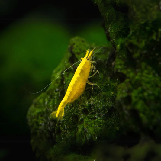Yellow Back / Ultra Gold