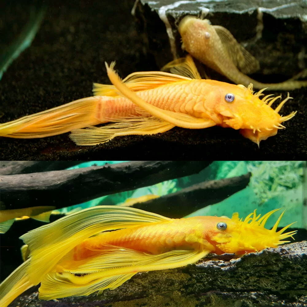 L-144 - Albino Bristlenose Long Fin Blue Eye Pleco