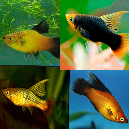 PLATIES - ASSORTED HIFIN