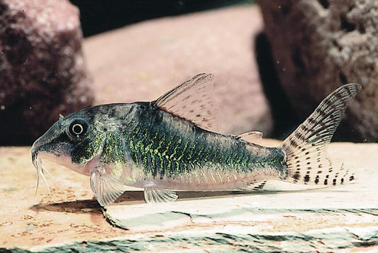 CORYDORAS SEPTENTRIONALIS