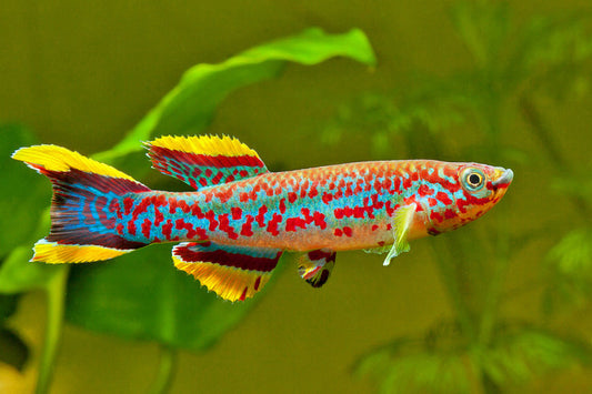 GARDNERI KILLIFISH