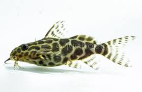 SYNODONTIS ARBELON