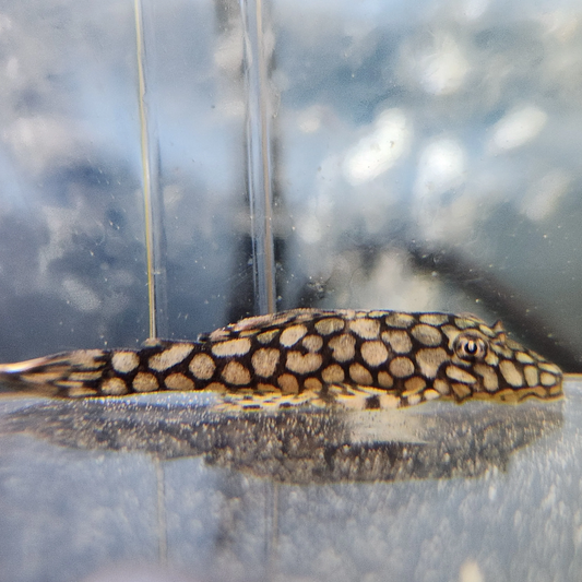 L-519 - Honeycomb Bristlenose Pleco