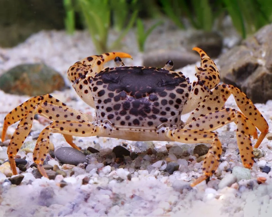 PANTHER CRAB