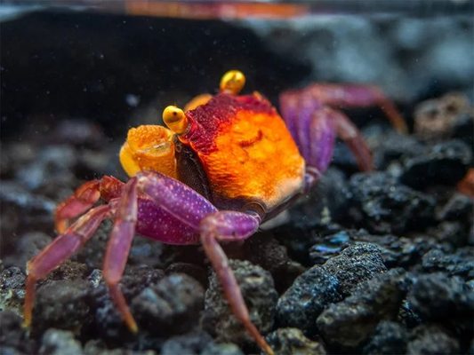 APRICOT CRAB