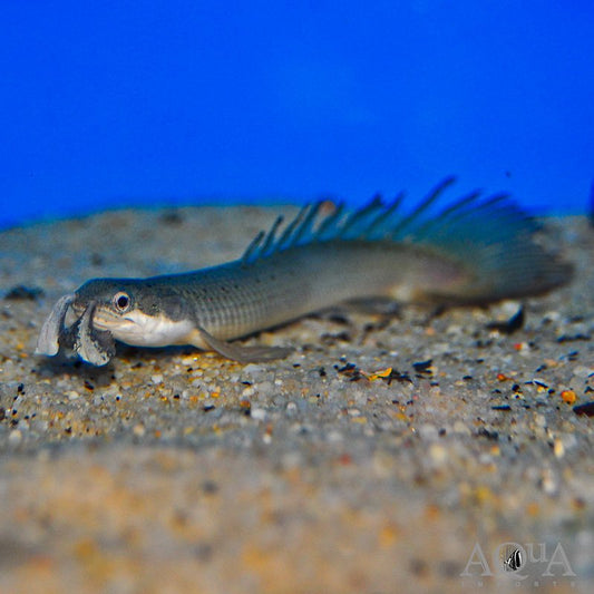 LONGFIN CUVIER'S BICHIR