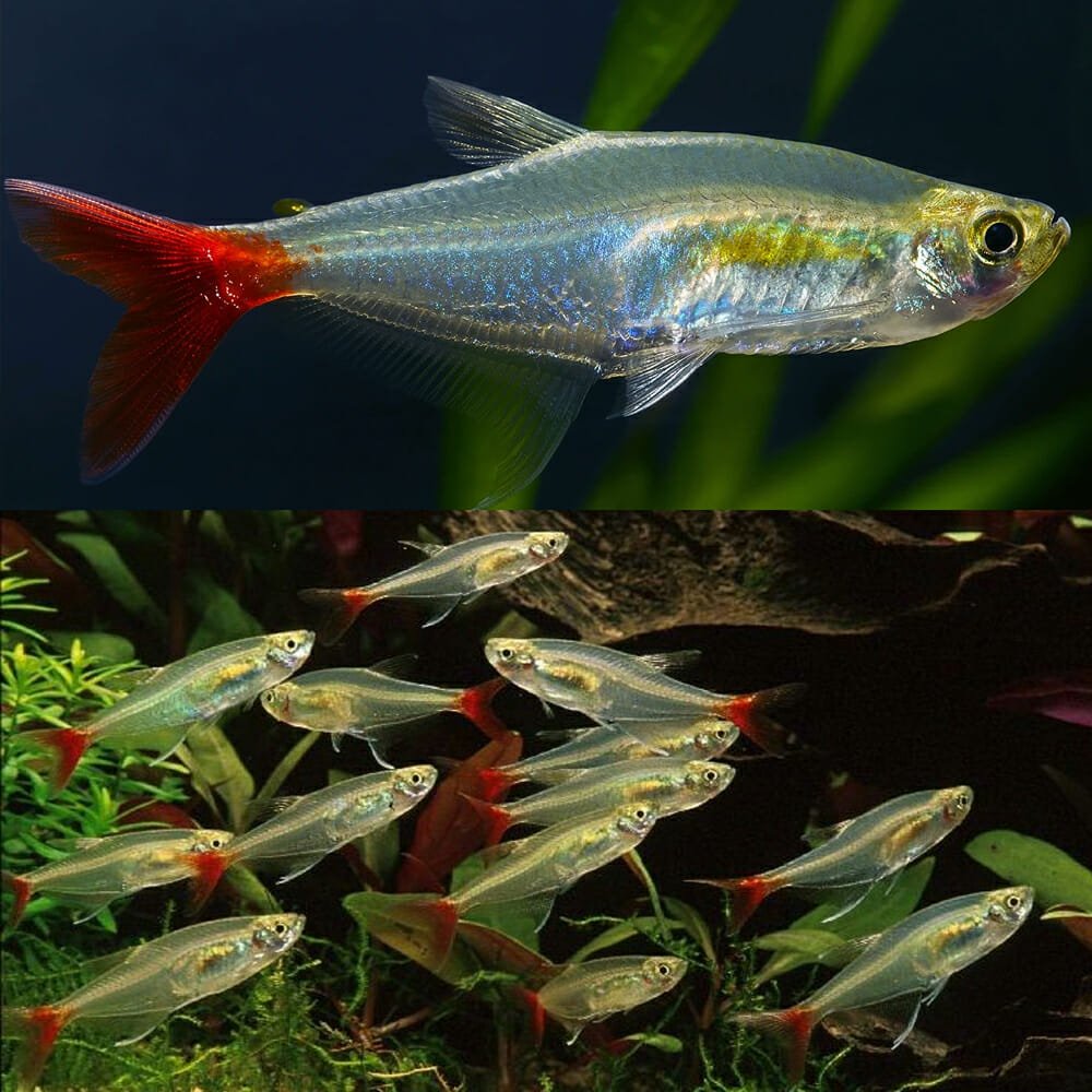TETRA - GLASS BLOODFIN