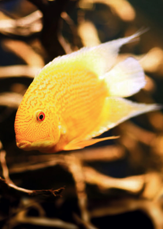 GOLD SEVERUM CICHLID