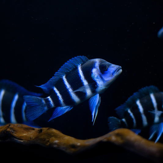 FRONTOSA BLUE ZAIRE MPIMPBWE