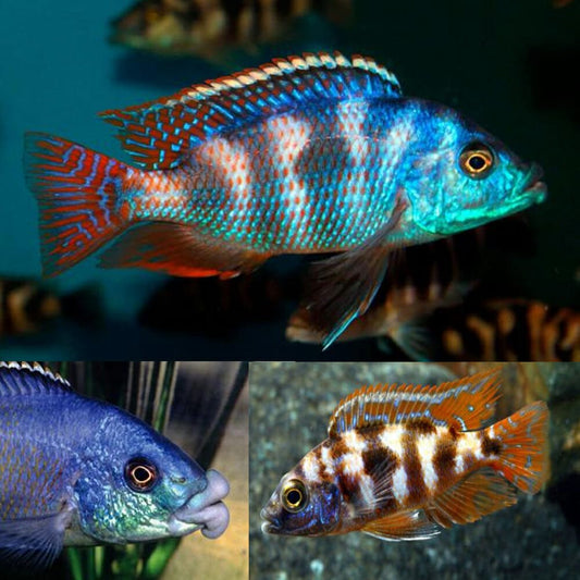 Milimo Hap African Cichlid