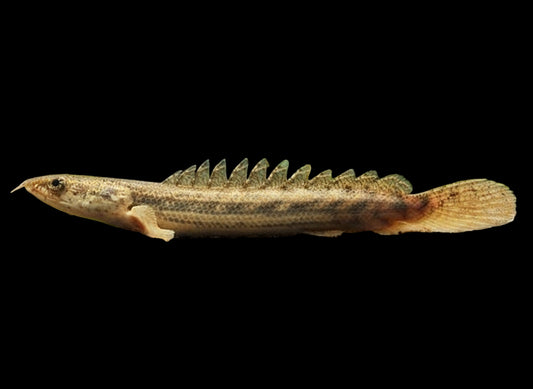 POLYPTERUS BICHIR BICHIR