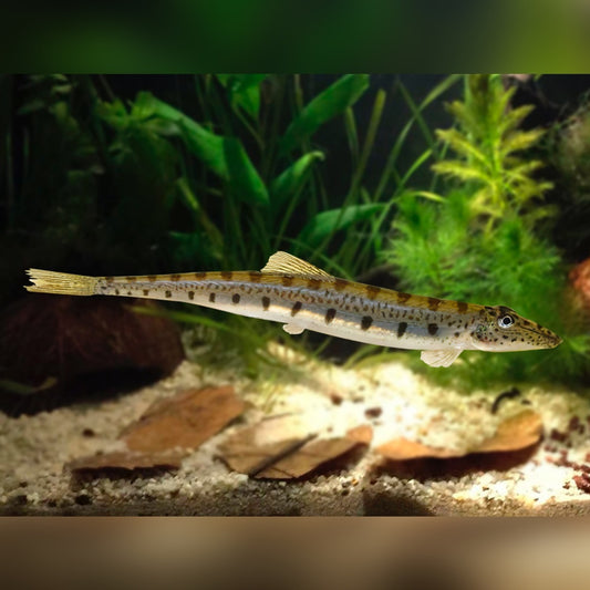 LOACH - HORSEFACE
