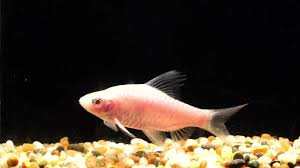 TAMBRAPARNI BARB ALBINO