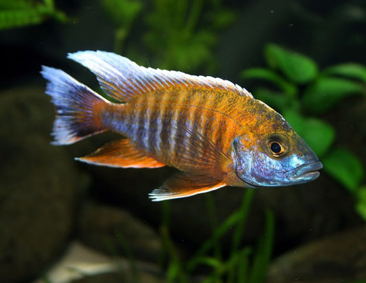 AULONACARA JACOB FREIBERGI