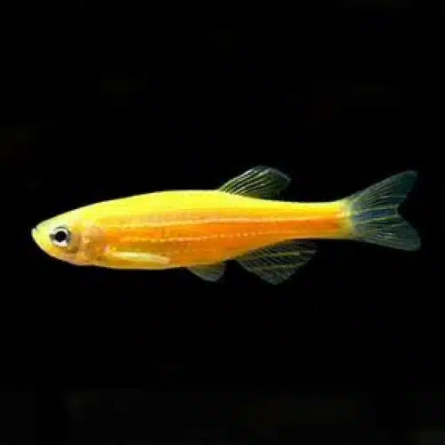 GOLDEN ZEBRA DANIO