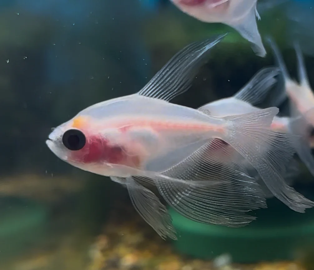 TETRA - ALBINO HIFIN SKIRT