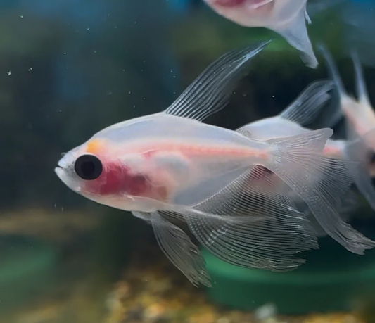 TETRA - ALBINO HIFIN SKIRT