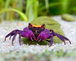 BICOLOR CARNAVAL CRAB