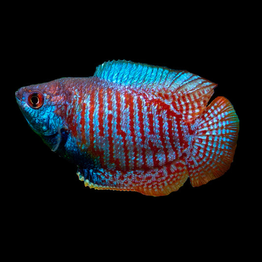 GOURAMIES - RAINBOW BADIS