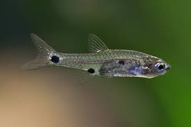 RASBORA - TWO SPOT YELLOW