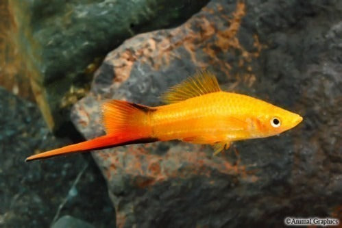 SWORDTAIL - GOLDEN TWINBAR